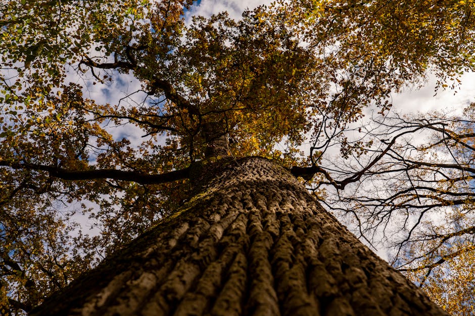 Interpretación del sueño del cerdo y del cerdo dorado: ¿debería comprar un billete de lotería? 관련 이미지 4