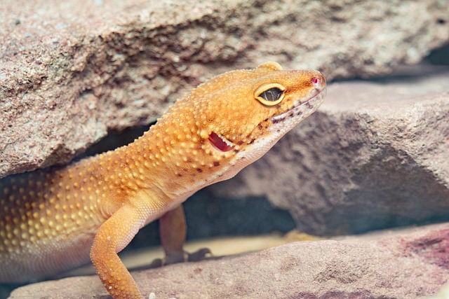 A cena de um lagarto trocando de pele nos sonhos: símbolo de um novo começo e auto-inovação? 관련 이미지 6