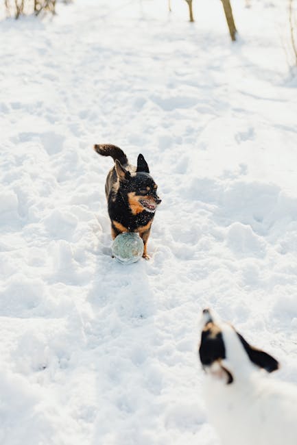 Interpretación del sueño de perseguir a un amigo: ¿reflejo del deseo de restaurar una relación y la sensación de aislamiento? 관련 이미지 4